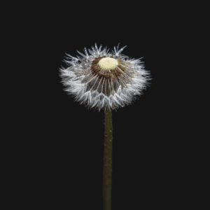 Dandelion, Taraxacum erythrospermum, seeds, low-key, moist, Swabian Jura, Baden-Württemberg, Germany, Europe Dandelion, Taraxacum erythrospermum, seeds, low-key, moist, Swabian Jura, Baden-Württemberg, Germany, Europe
